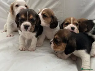 Beagle dogs Charterwood/Duffose Show win Kc registered, ,, - Advert 5