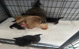 Yorkshire Terrier dogs for sale: Tiny Yorkshire terrier puppies for sale  - Image 2