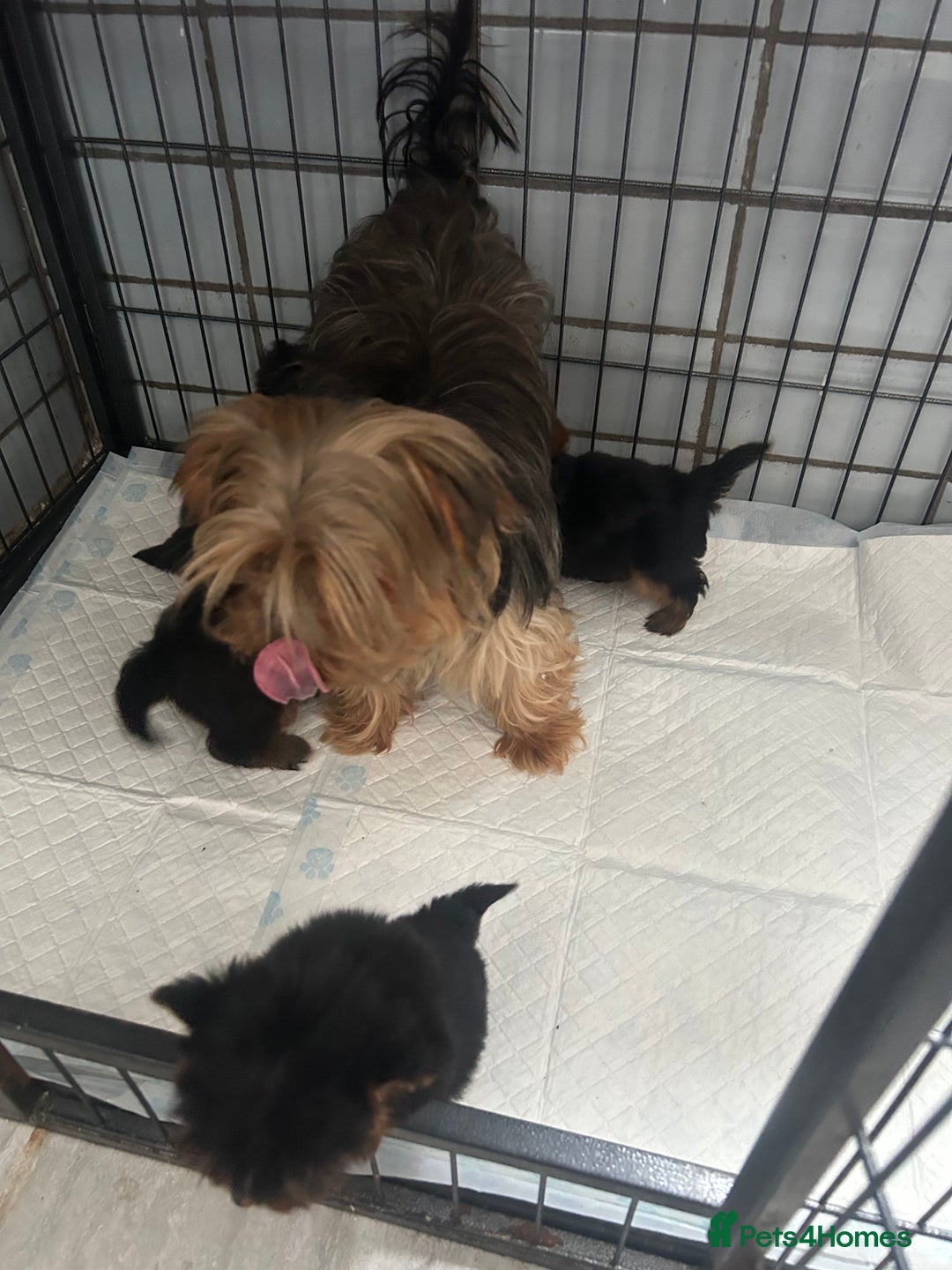 Yorkshire Terrier dogs for sale: Tiny Yorkshire terrier puppies for sale  - Image 2