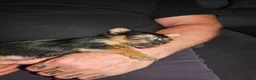 Yorkshire Terrier dogs for sale: Yorkshire terrier mini - Advert 12