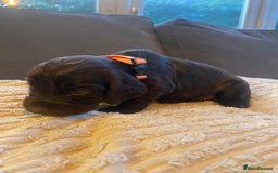 Cocker Spaniel dogs for sale: 10 Gorgeous KC Cocker Spaniel Puppies - Image 28