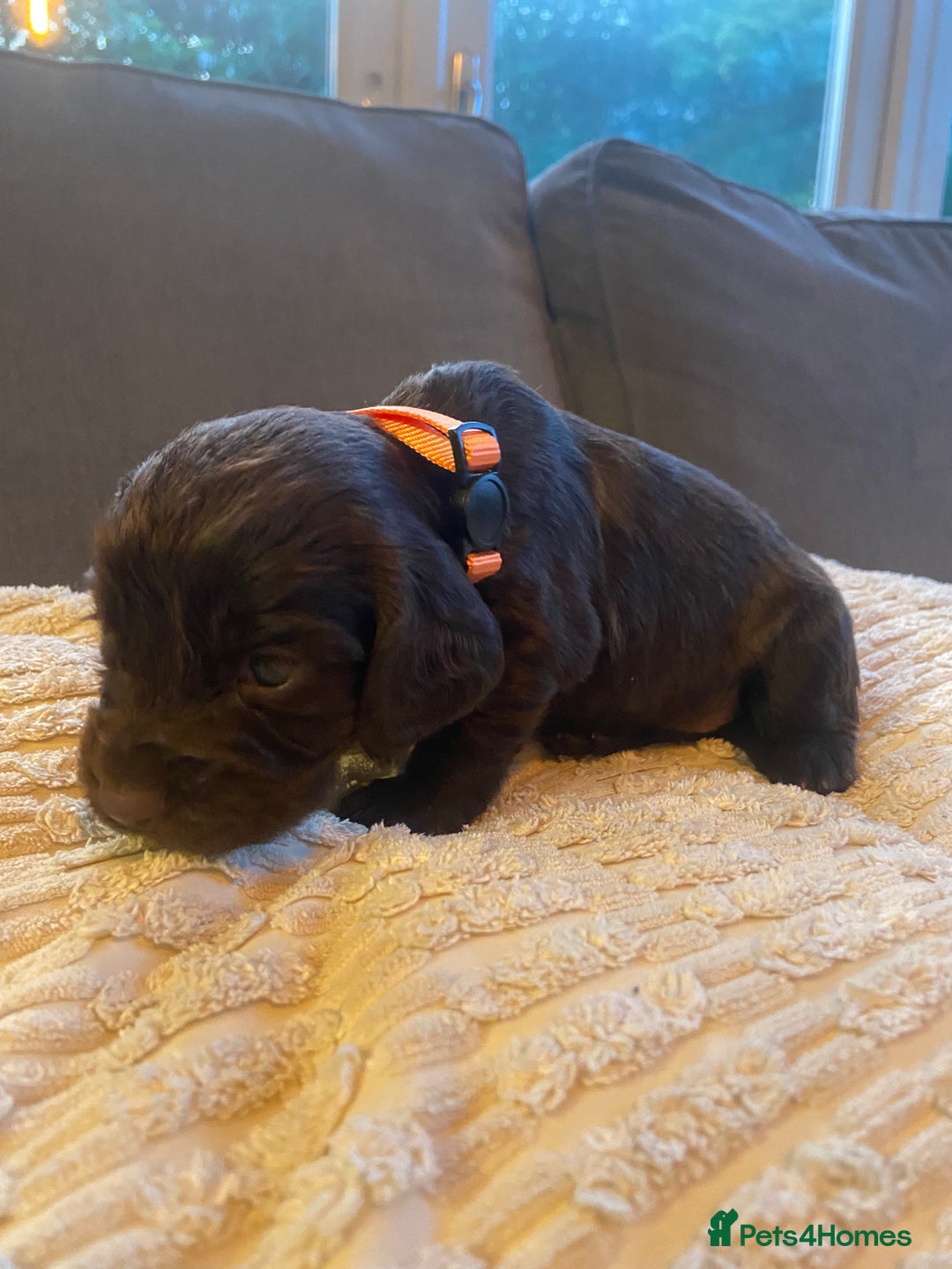 Cocker Spaniel dogs for sale: 10 Gorgeous KC Cocker Spaniel Puppies - Image 28