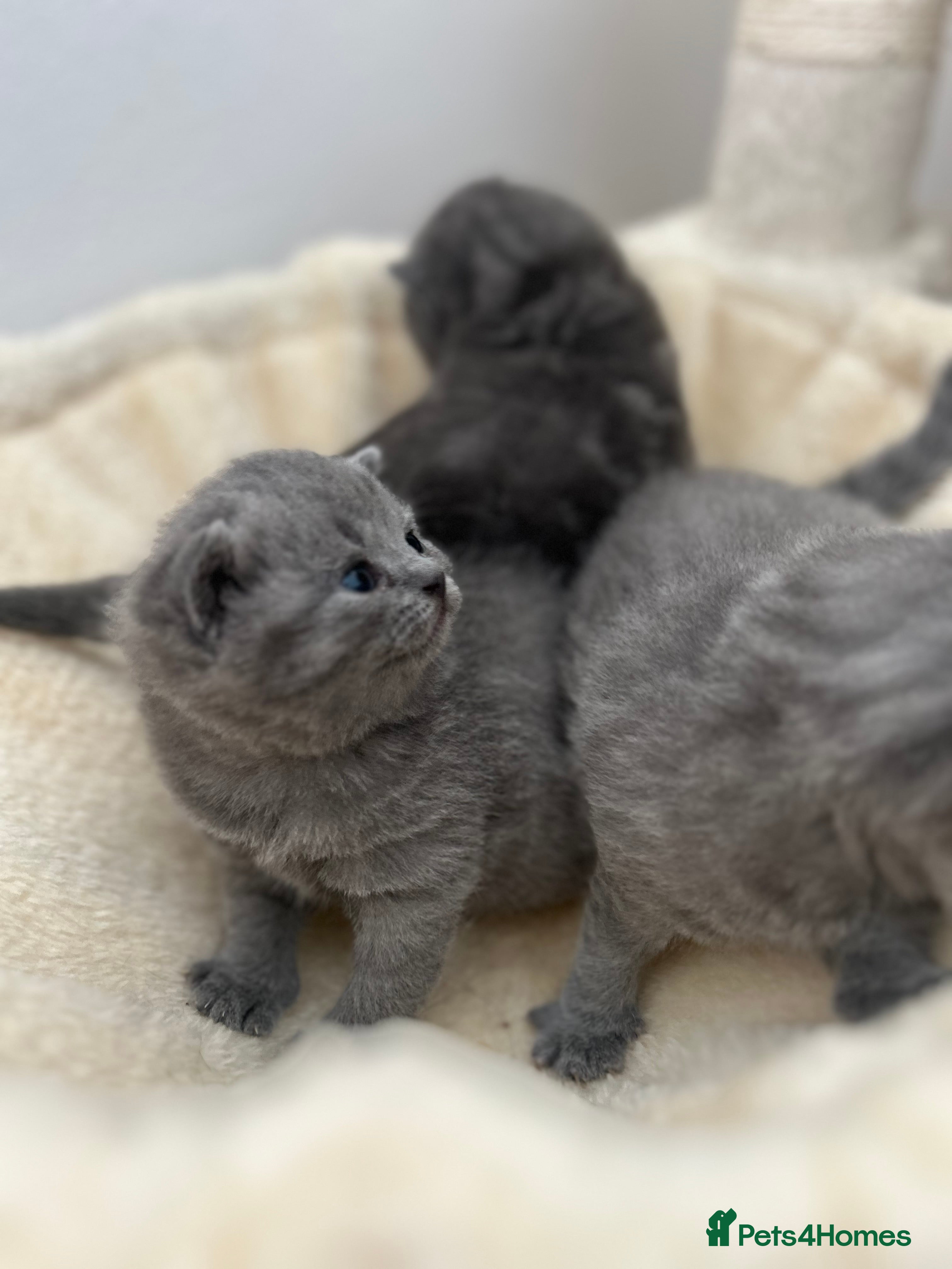 British Shorthair cats Beautiful BSH Kittens - Ready to leave ASAP - Advert 4
