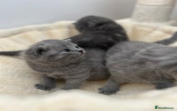 British Shorthair cats for sale: Beautiful BSH Kittens - Ready to leave ASAP - Image 1