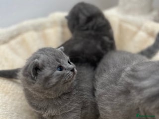 British Shorthair cats - Advert 2
