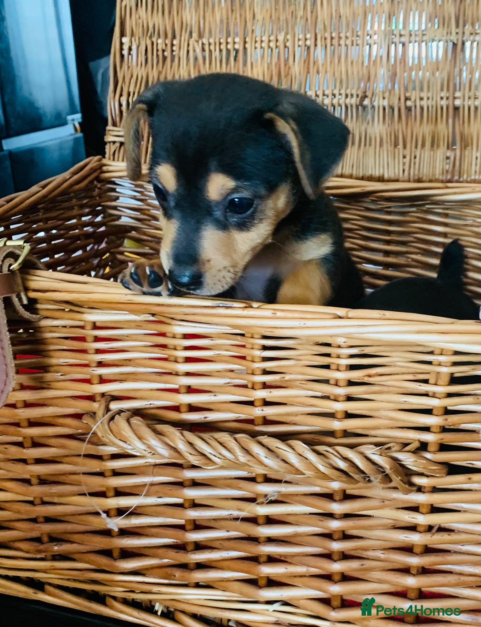 Jack Russell dogs for sale: Fabulous Jack Russell puppies  - Advert 6