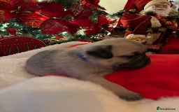 Pug dogs for sale: Pug puppies - Advert 8