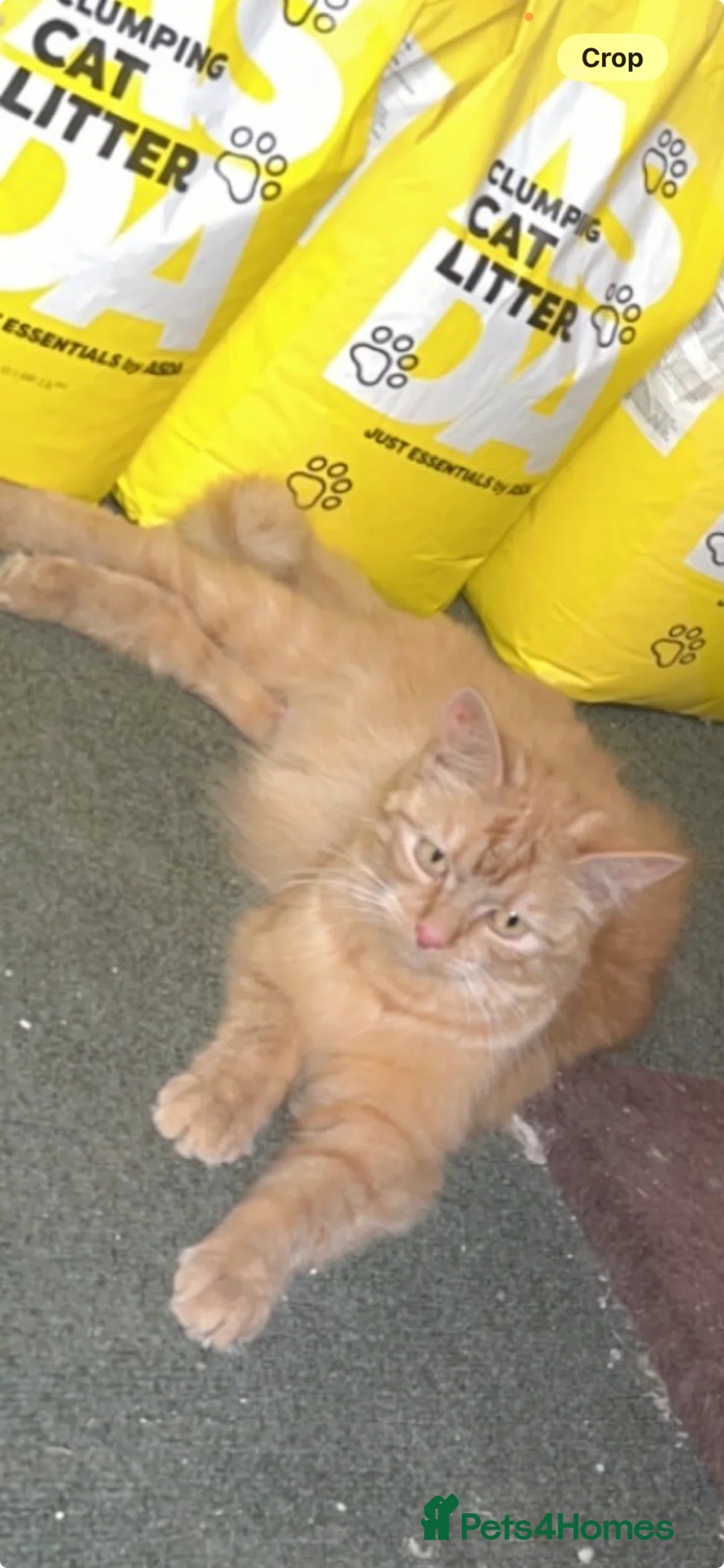 American Shorthair cats for sale: 💙Baby boy kitten🐾 in Bradford - Advert 2