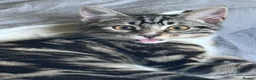 Mixed Breed cats for sale: Prince  in Chigwell - Advert 5