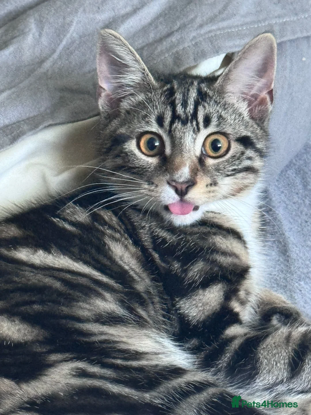 Mixed Breed cats for sale: Prince  in Chigwell - Advert 5