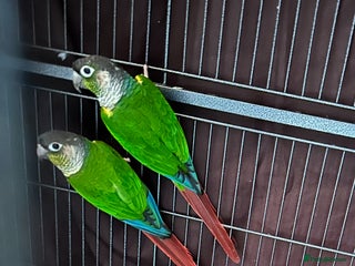 Conures birds Green-cheeked Conure - Advert 10