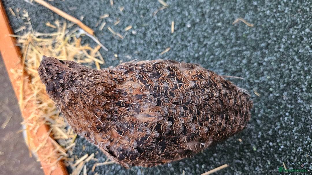 Quail poultry for sale: Japanese Quail – Young Birds Available - Advert 7
