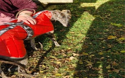 Greyhound dogs for sale: Beautiful girl greyhound aged 3 - Image 1