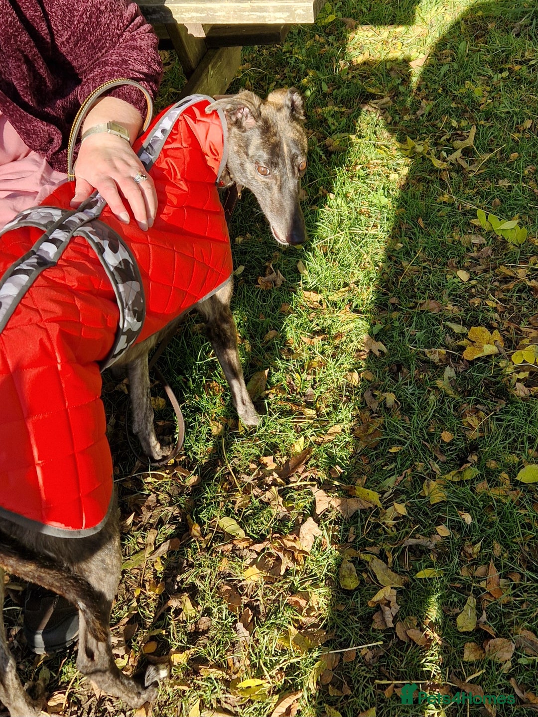 Greyhound dogs for sale: Beautiful girl greyhound aged 3 - Image 1