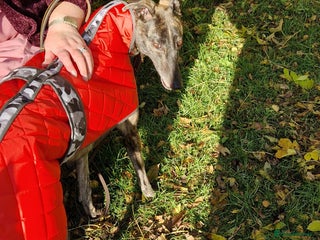 Greyhound dogs - Advert 1