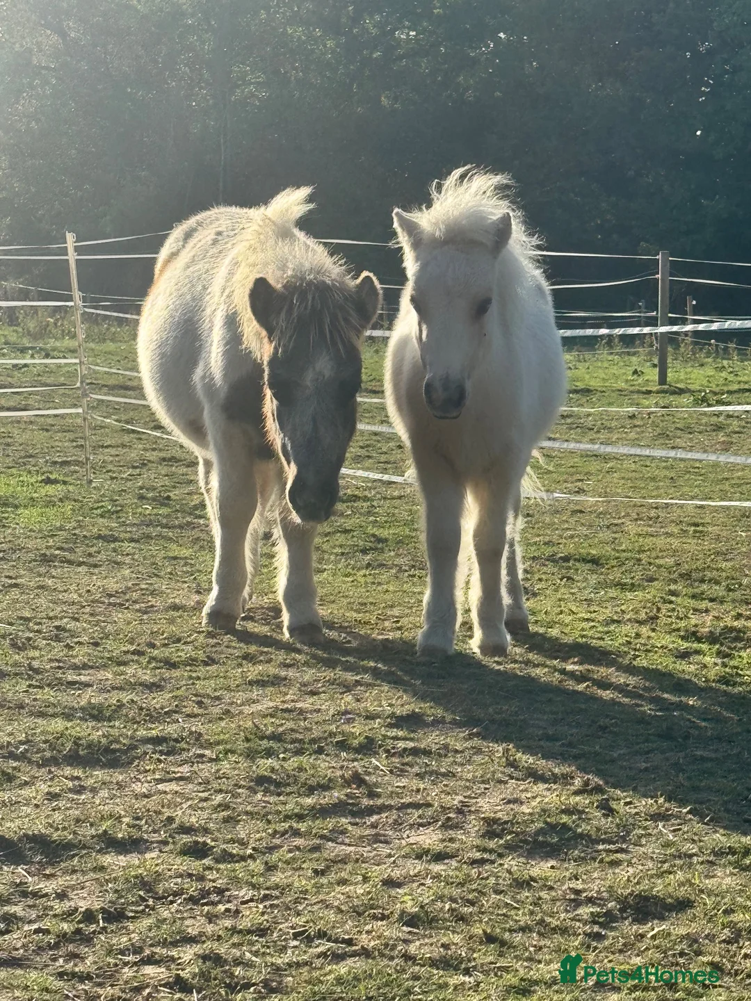 Shetland pony horses for sale: 6 month lord  in Reading - Advert 5