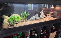Bearded Dragon reptiles for sale: Beautiful juvenile Bearded dragon and set up. - Image 15