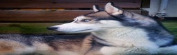 Siberian Husky dogs for stud: DANAMELI TITAN KING - Proven Health Tested Stud in Glasgow - Advert 1