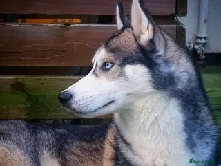 Siberian Husky dogs DANAMELI TITAN KING - Proven Health Tested Stud in Glasgow - Advert 2