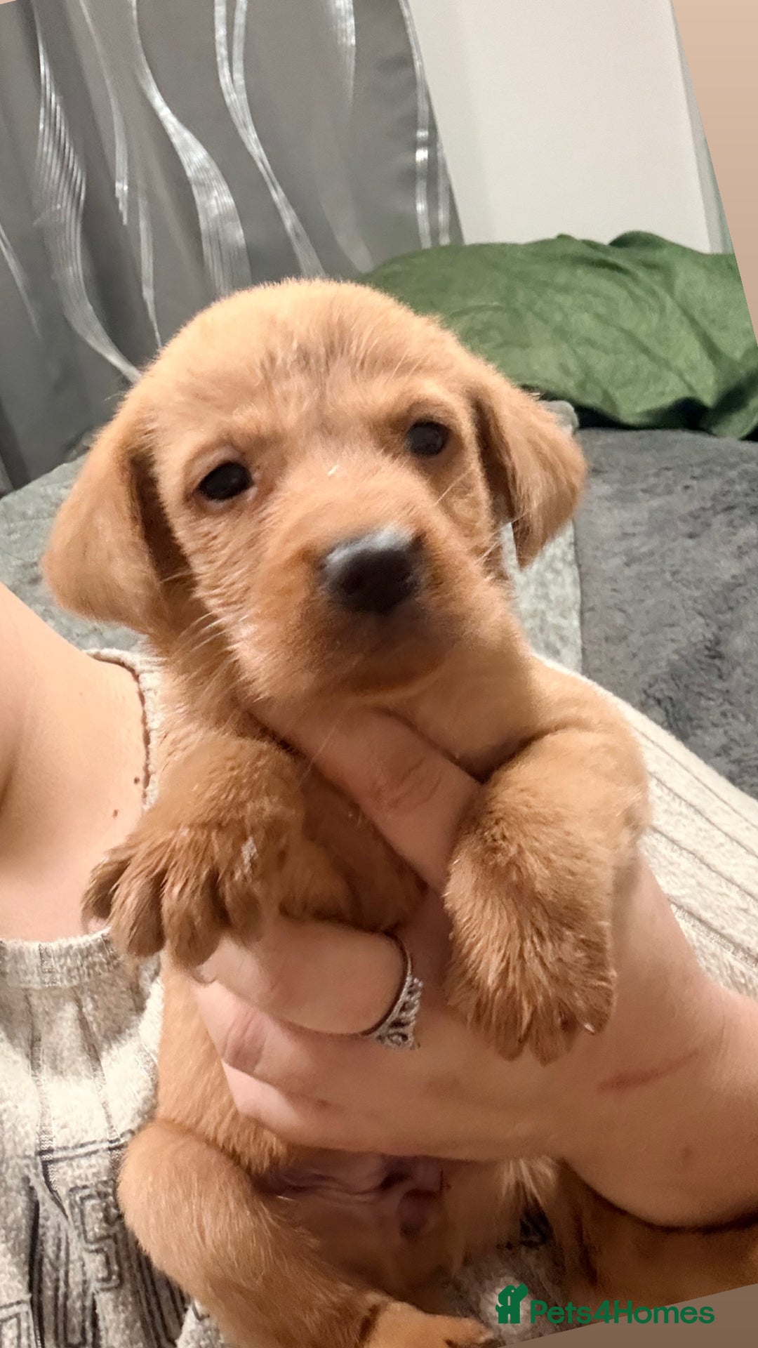 Labrador Retriever dogs for sale: Beautiful, fox red labradors - Advert 12