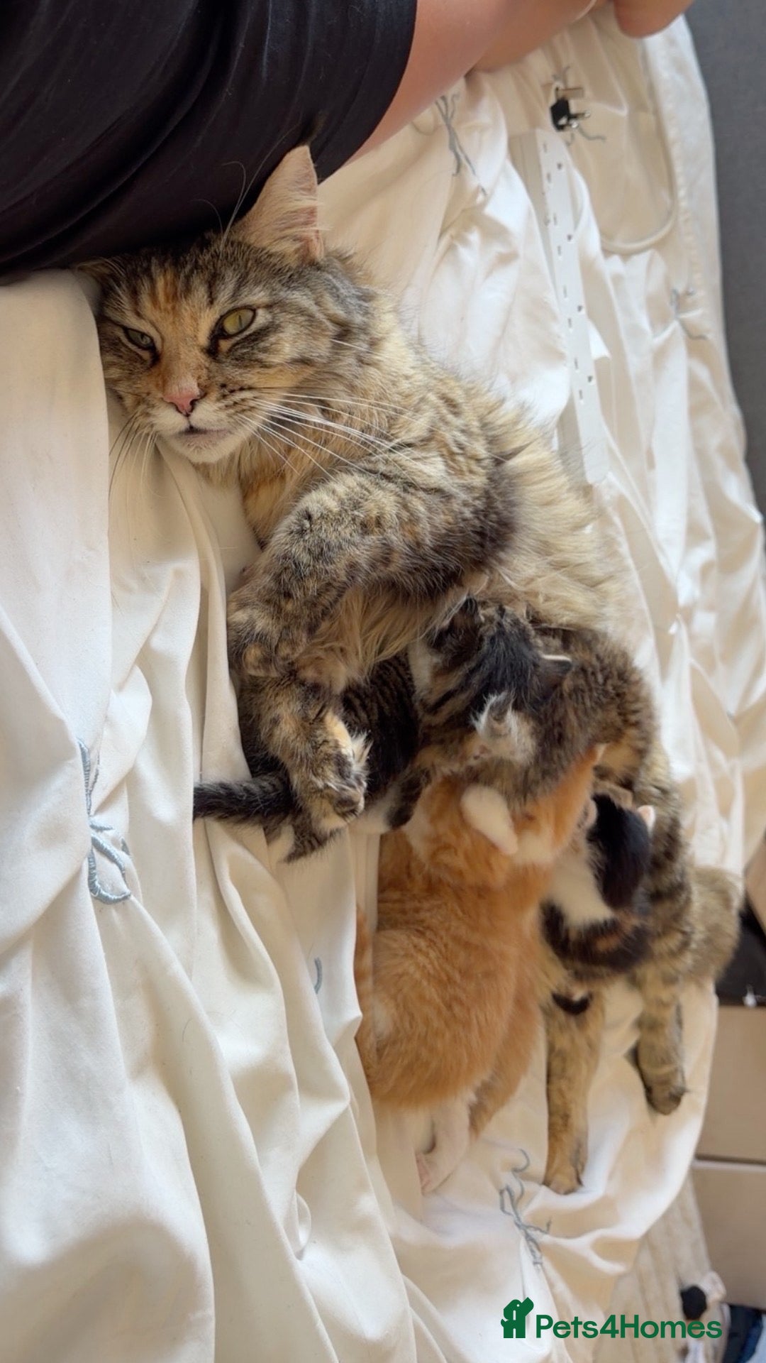 Maine Coon cats Mainecoon kittens  - Advert 1