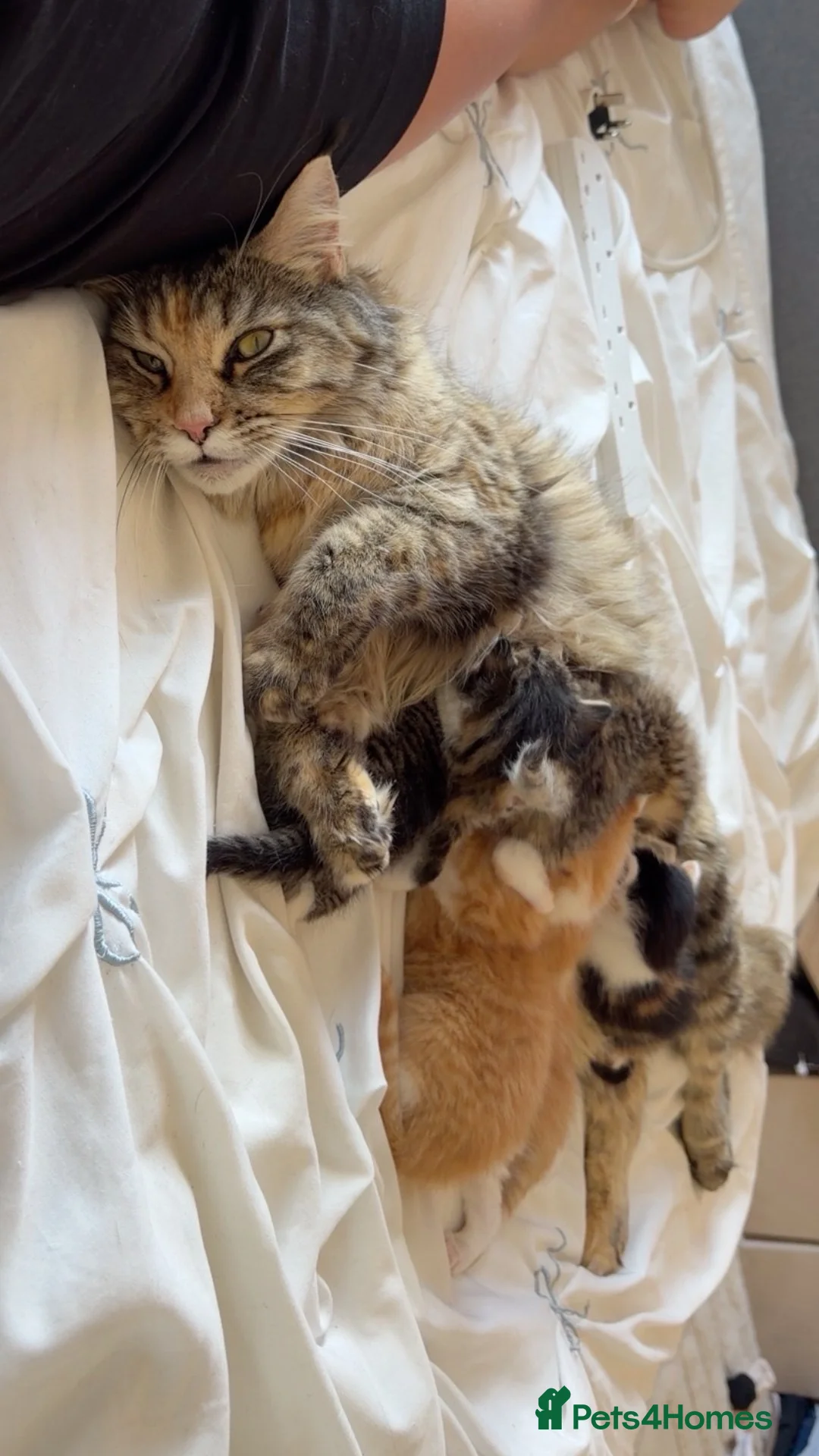 Maine Coon cats for sale: Mainecoon kittens  - Advert 1