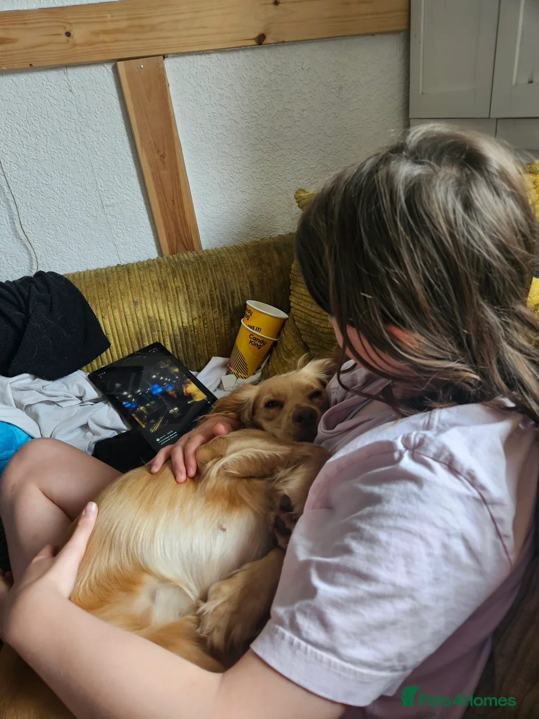 Cocker Spaniel dogs for sale: Bayley in North Shields - Advert 4
