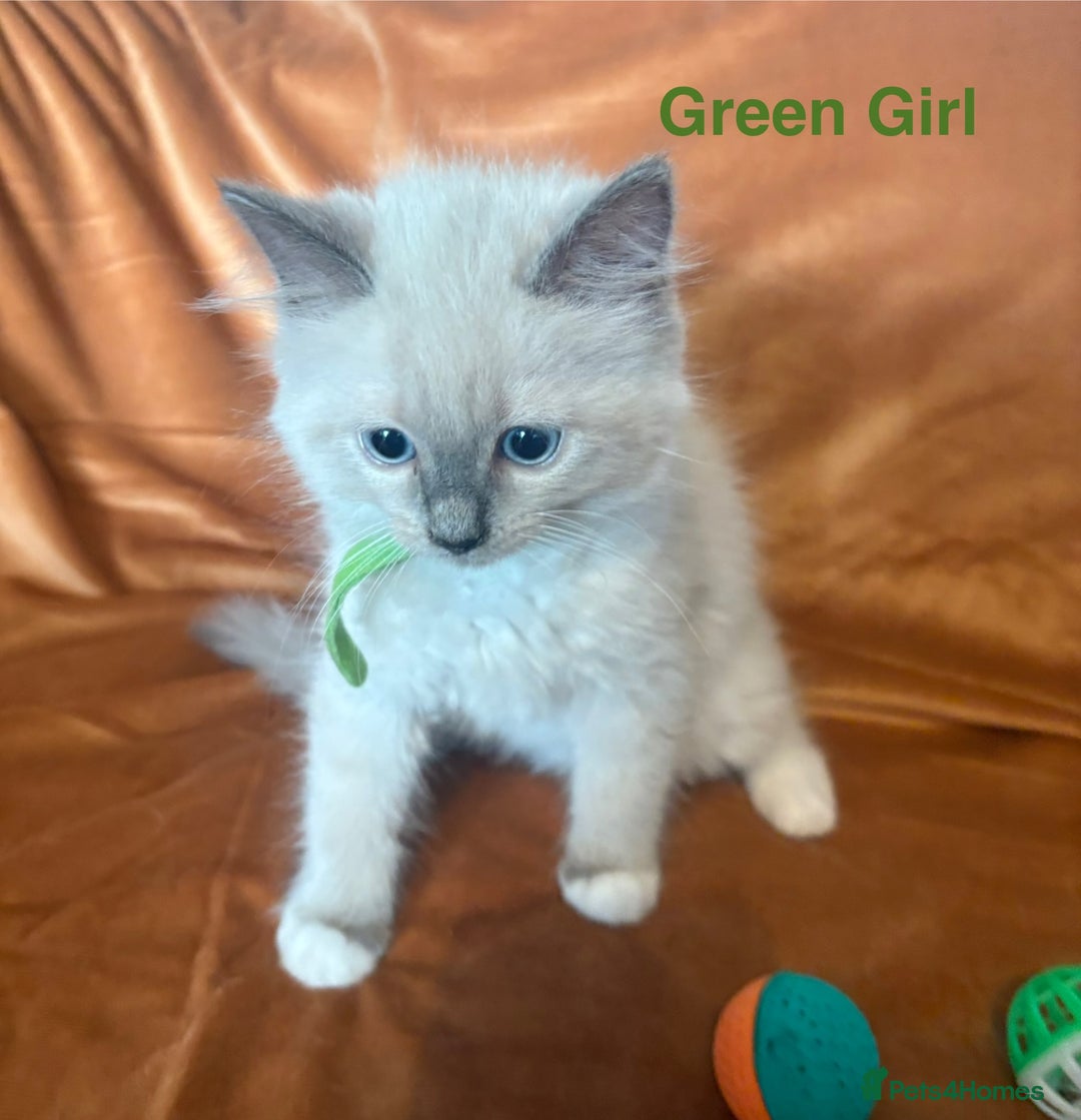 Ragdoll cats for sale: Adorable pure Ragdoll kittens boys and girls - Image 7