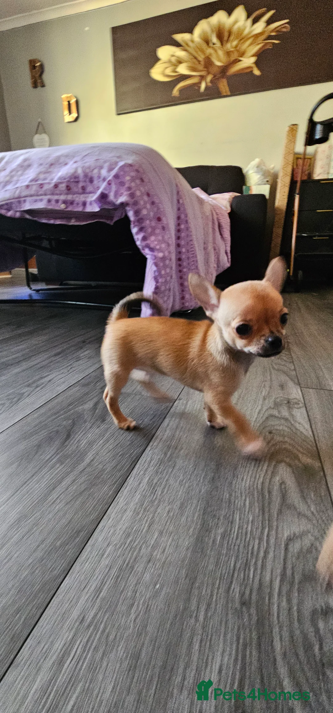 Chihuahua dogs for sale: Chiuahuah pups......lilac merle, fawn, white brown - Advert 17