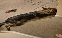 German Shepherd dogs for sale: Loving German shepherd  - Image 3