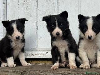 Border Collie dogs - Advert 6