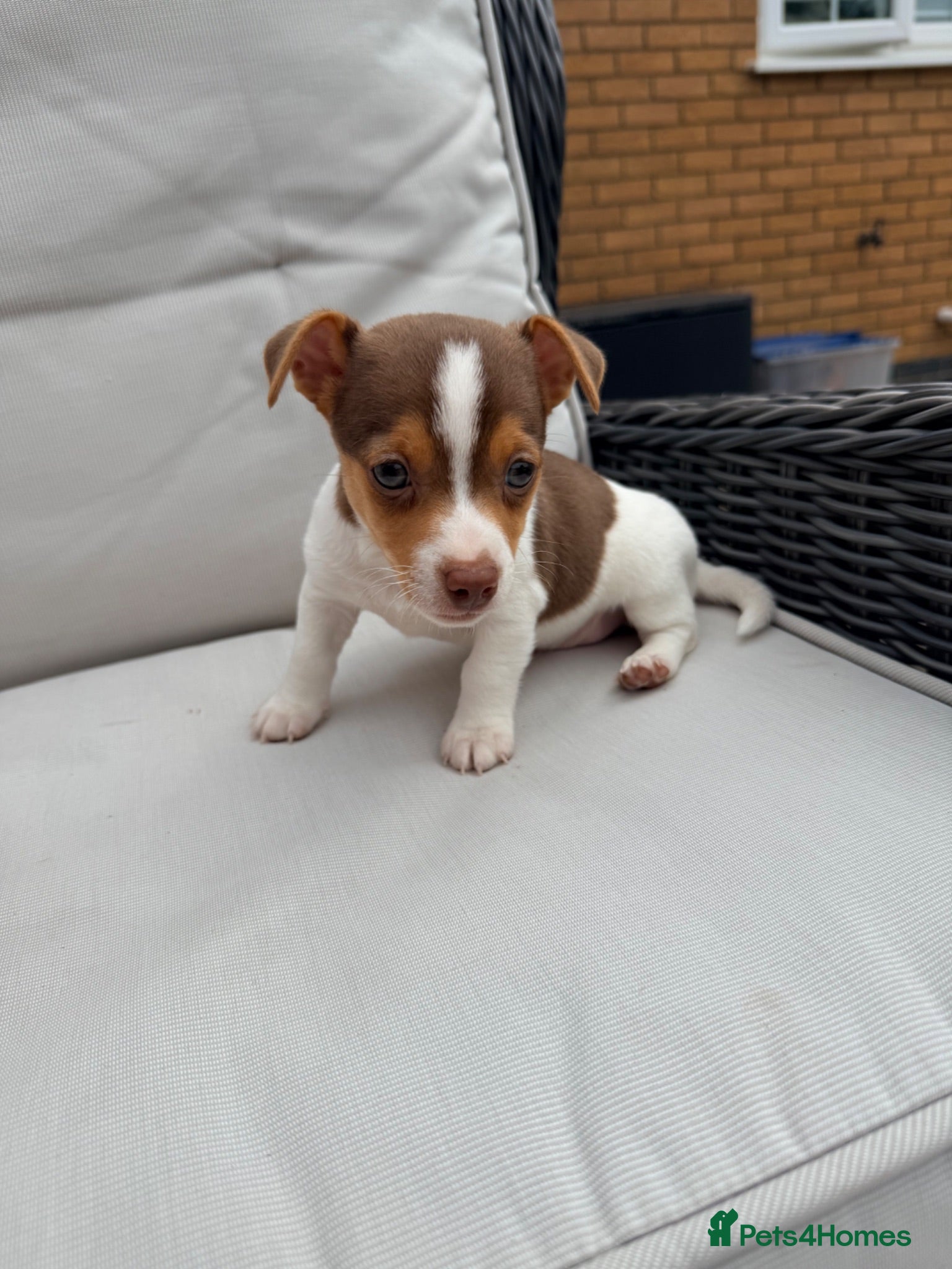 Jack Russell dogs Mini Jack Russell pups 🐶  - Advert 2