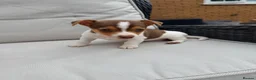 Jack Russell dogs for sale: Mini Jack Russell pups 🐶  - Advert 1