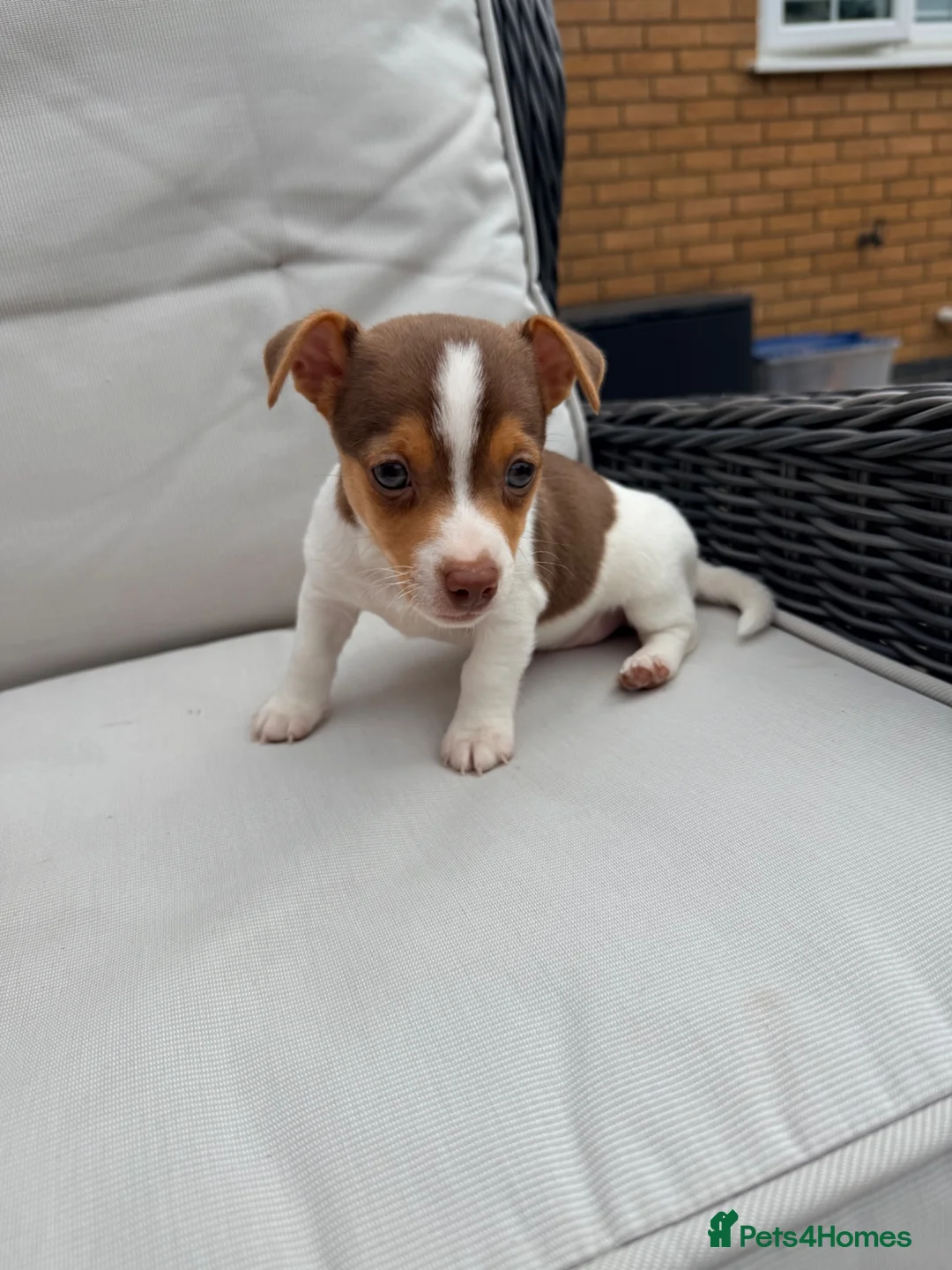 Jack Russell dogs for sale: Mini Jack Russell pups 🐶  - Advert 1
