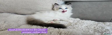 Ragdoll Kitten 2