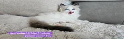 Ragdoll cats for sale:  GCCF Ragdolls kittens  - Advert 10