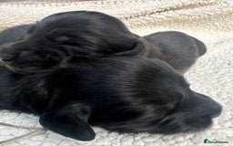 Miniature Dachshund dogs for sale: Quality KC miniature Dachshund long hair puppies  - Image 4