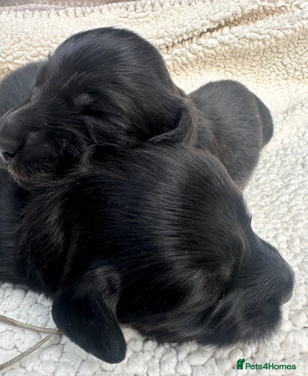Miniature Dachshund dogs for sale: Quality KC miniature Dachshund long hair puppies  - Image 4