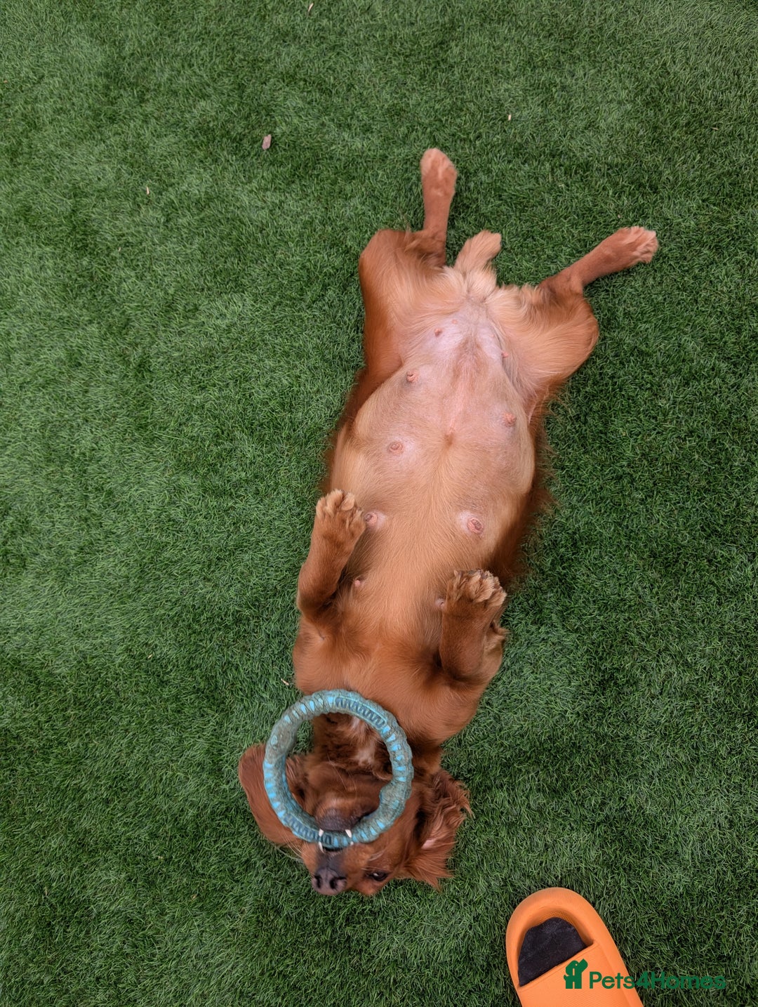 Cockapoo dogs for sale: 3 x Beautiful Red Cockerpoo Pups For Sale - Image 13