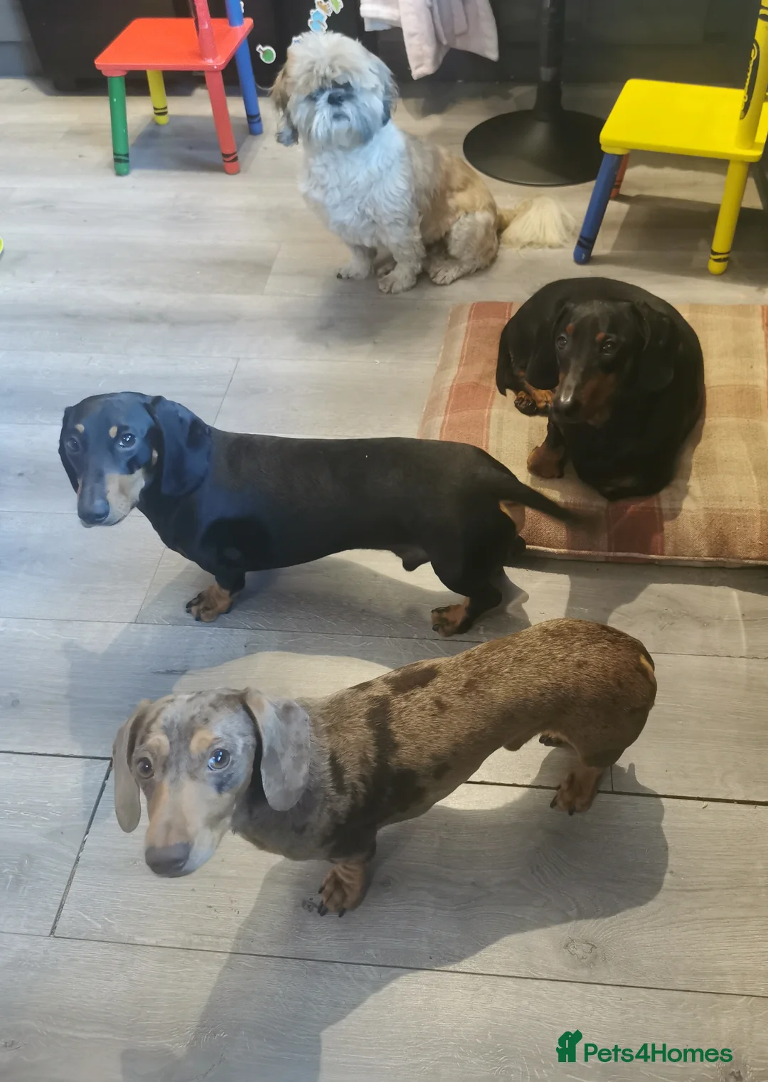 Miniature Dachshund dogs for stud: Miniature chocolate dapple mink dachshund stud dog - Advert 17