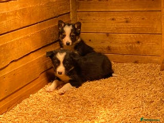Border Collie dogs Border collie puppies - Advert 3