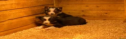 Border Collie dogs for sale: Border collie puppies - Advert 1