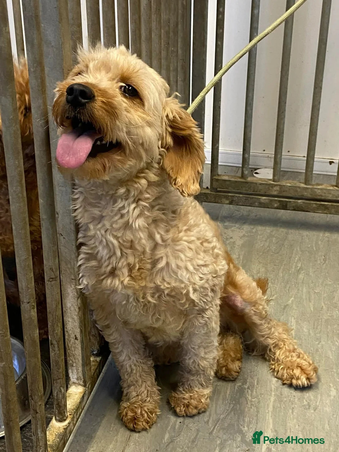 Mini Goldendoodle dogs for sale: Two goldendoodle pups available  - Advert 1