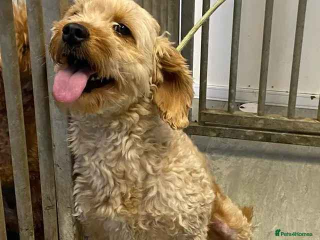 Mini Goldendoodle dogs for sale: Two goldendoodle pups available - Advert 1