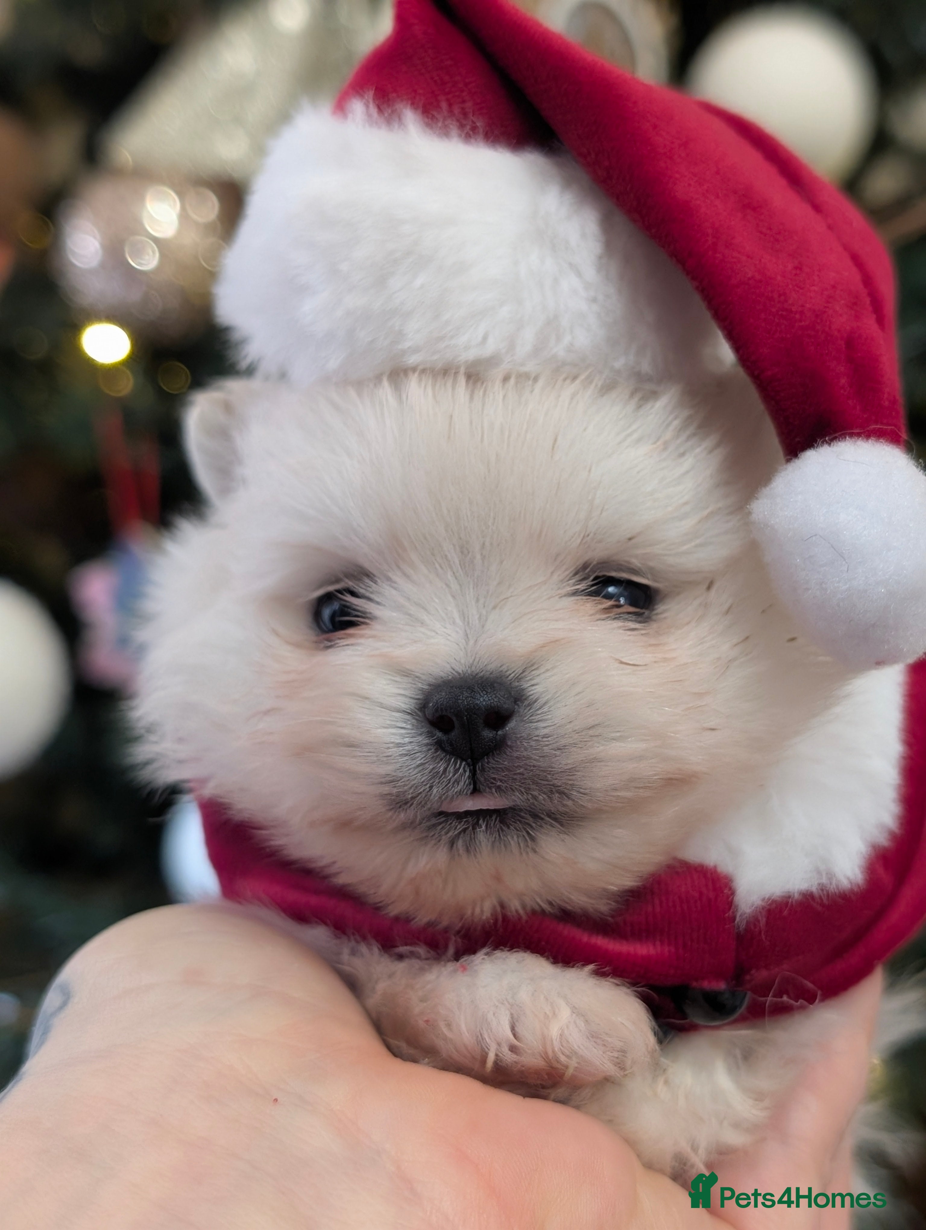 Pomeranian dogs Beautiful tiny Pomeranian girls  ONE LEFT  - Advert 1