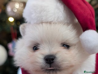 Pomeranian dogs Beautiful tiny Pomeranian girls ONE LEFT - Advert 1