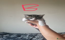 Mixed Breed cats for sale: 3 tabby kittens  - Image 3