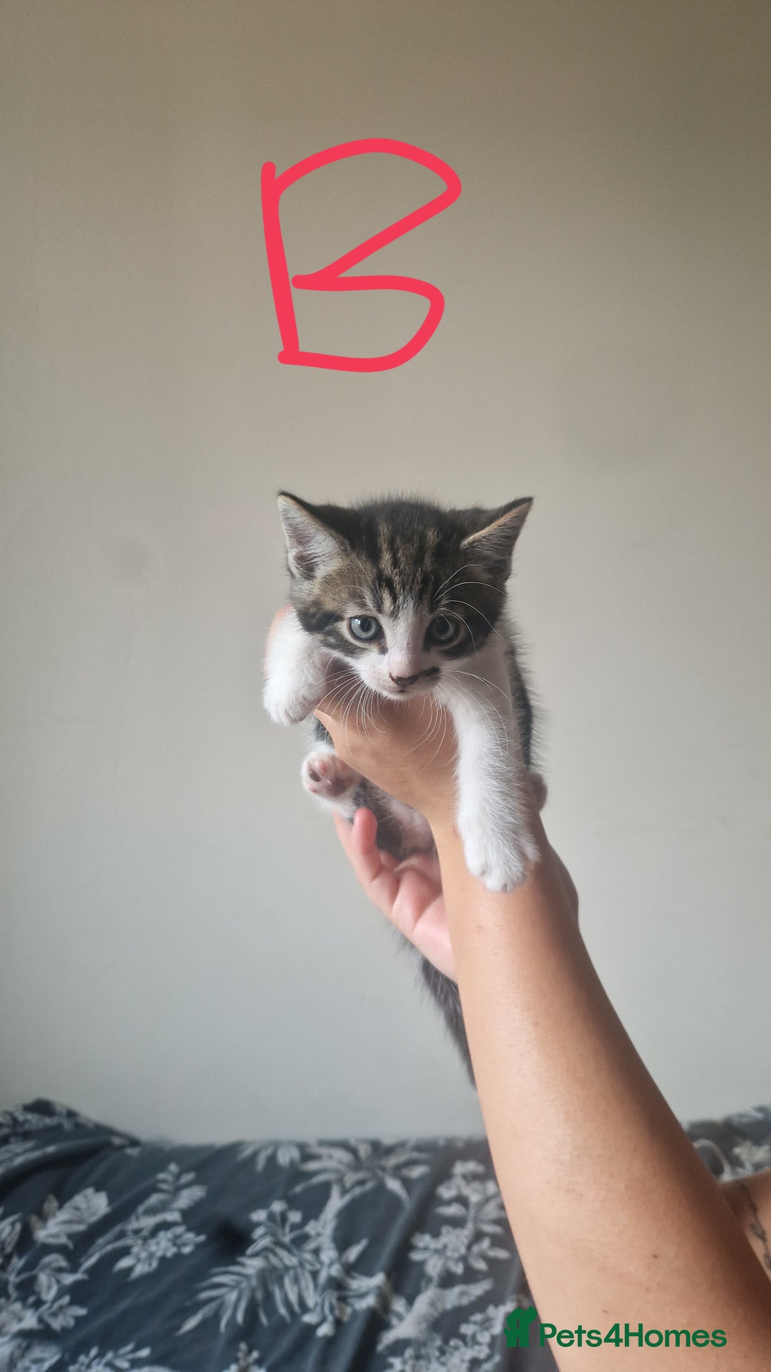 Mixed Breed cats for sale: 3 tabby kittens  - Image 3