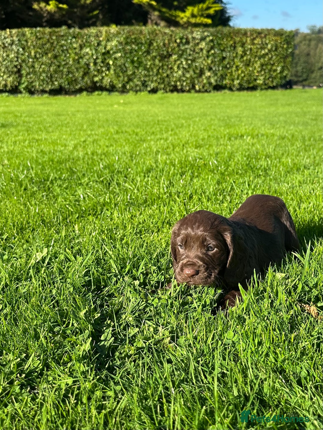 Cocker Spaniel dogs for sale: Exceptional KC Working Cocker Spaniel Puppies - Image 2
