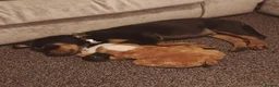 Rottweiler dogs for sale: A good boy - Advert 4